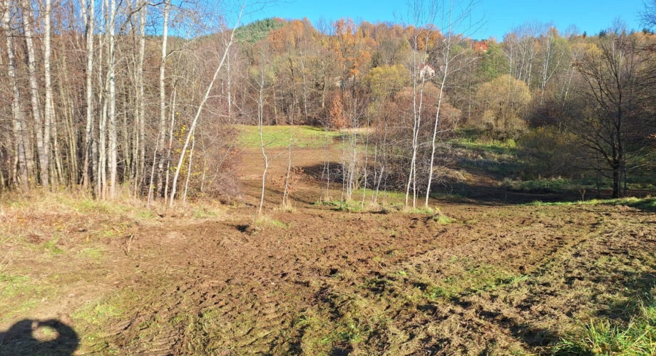 Duża działka z młodym lasem Łyczanka/Siepraw