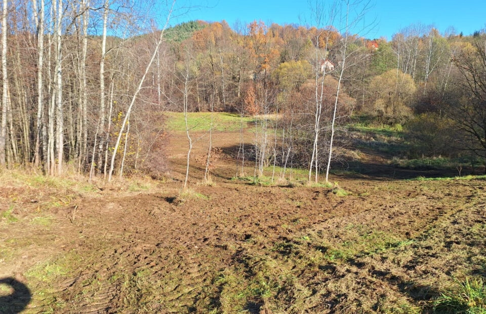 Duża działka z młodym lasem Łyczanka/Siepraw