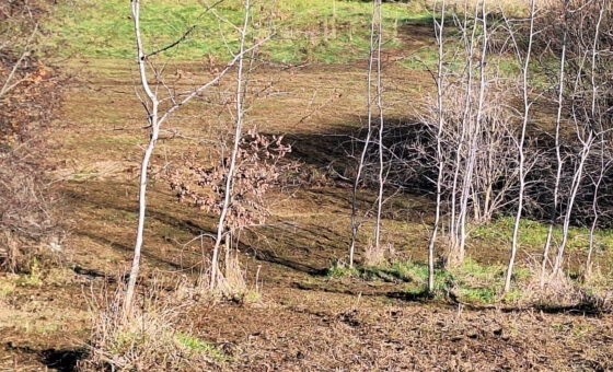Duża działka z młodym lasem Łyczanka/Siepraw