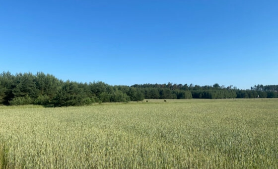 Działka z potencjałem