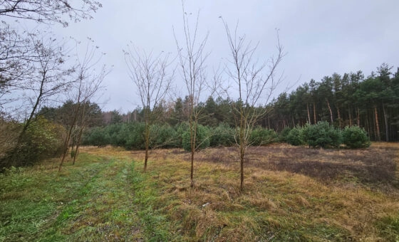 Wyjątkowa działka ponad 7 ha – zalesiona