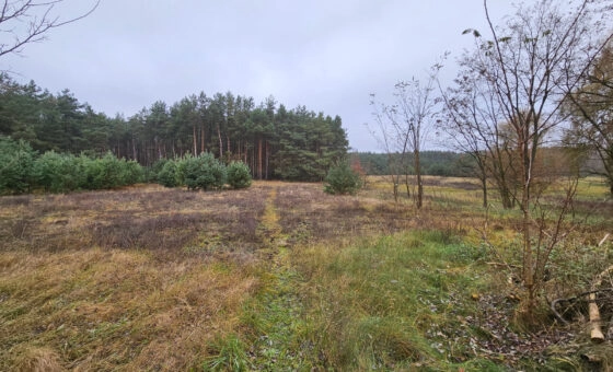 Wyjątkowa działka ponad 7 ha – zalesiona