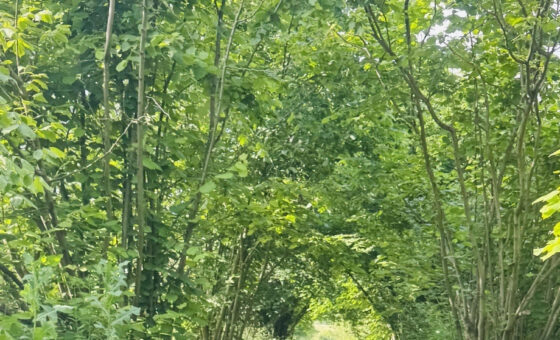 Sprzedam działkę 57 ar – Konin, Pawłówek