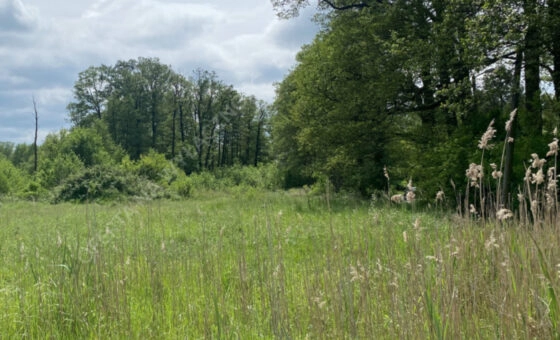 Łódź, ul. Rafowa, okolice Stawów Stefańskiego