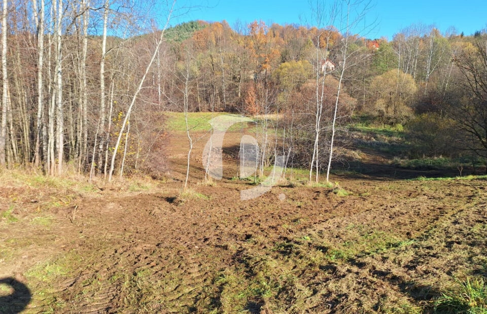 Duża działka z młodym lasem Łyczanka/Siepraw