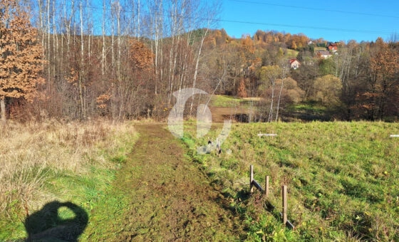 Duża działka z młodym lasem Łyczanka/Siepraw