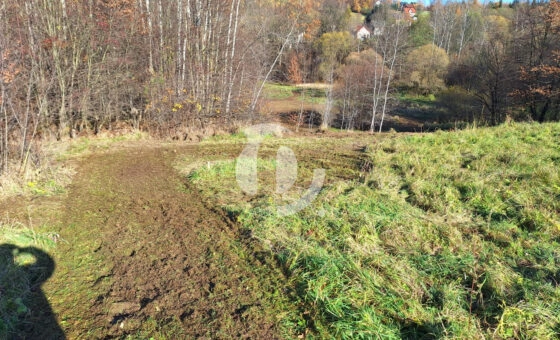 Duża działka z młodym lasem Łyczanka/Siepraw