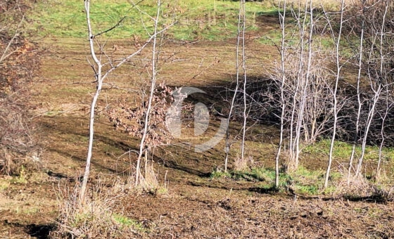 Duża działka z młodym lasem Łyczanka/Siepraw