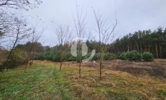 Wyjątkowa działka ponad 7 ha – zalesiona