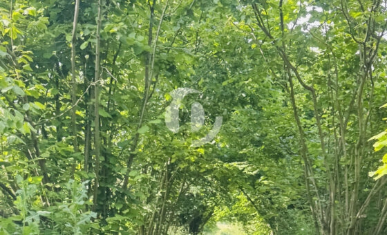 Sprzedam działkę 57 ar – Konin, Pawłówek