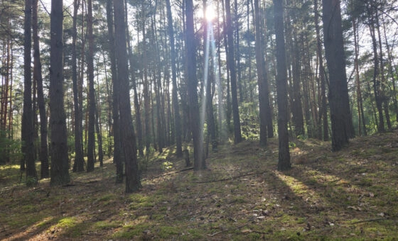 działka leśna tylko 20 min od Warszawy